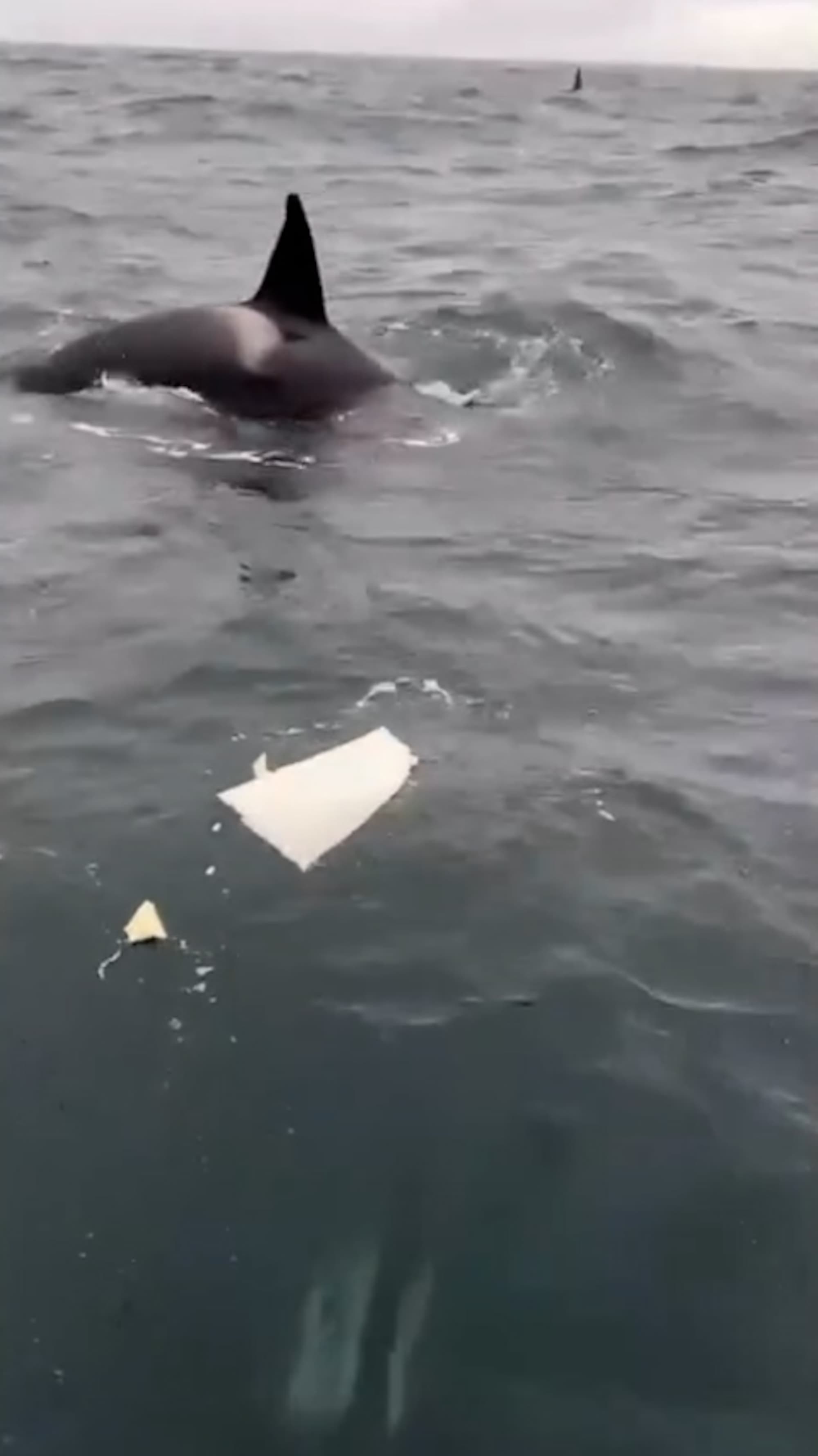 Orcas Rip Rudder Off Yacht In Latest Spanish Coast Attack