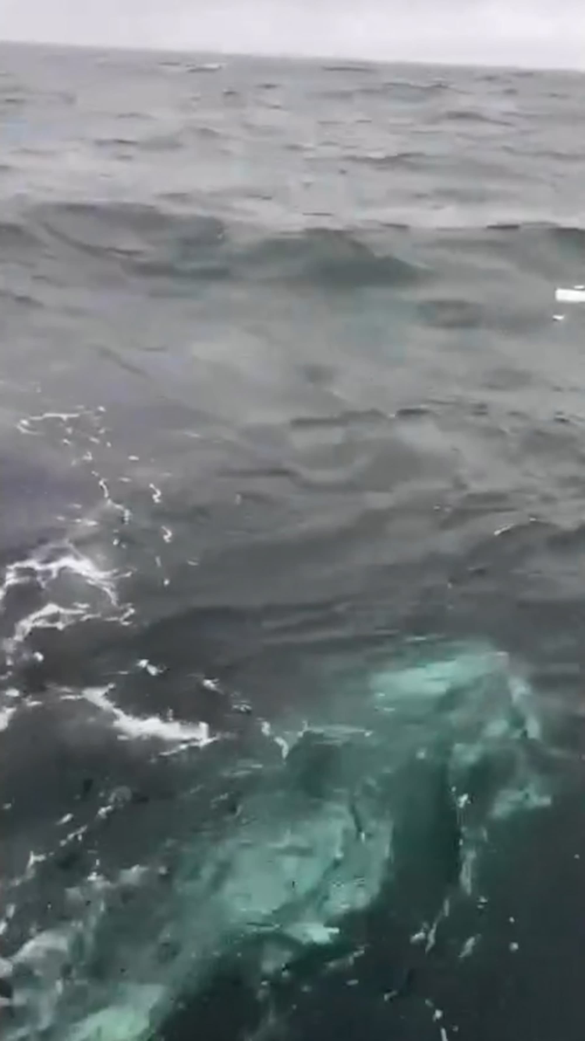 Four orcas attacked a boat in the Pontevedra estuary as it was returning to O Grove, Spain, Aug. 29, 2026. Note: Photo is a screenshot from a video. (Newsflash/NX)