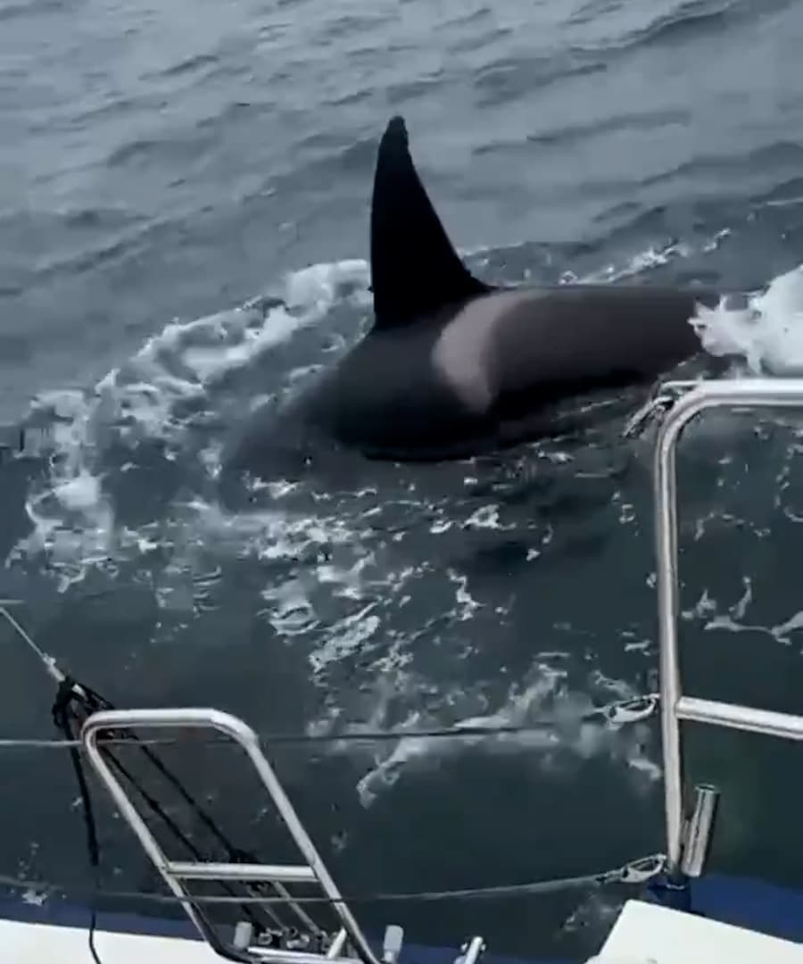 Four orcas attacked a boat in the Pontevedra estuary as it was returning to O Grove, Spain, Aug. 29, 2026. Note: Photo is a screenshot from a video. (Newsflash/NX)
