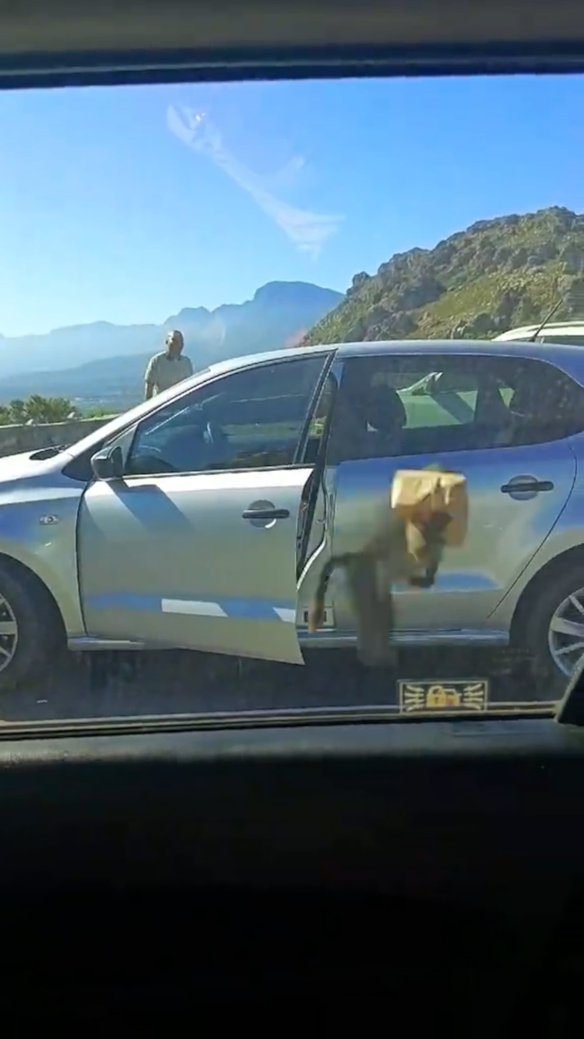 Baboon Breaks Into Parked Car To Steal Woman’s KFC As Fellow Baboons Gather To Enjoy Stolen Feast