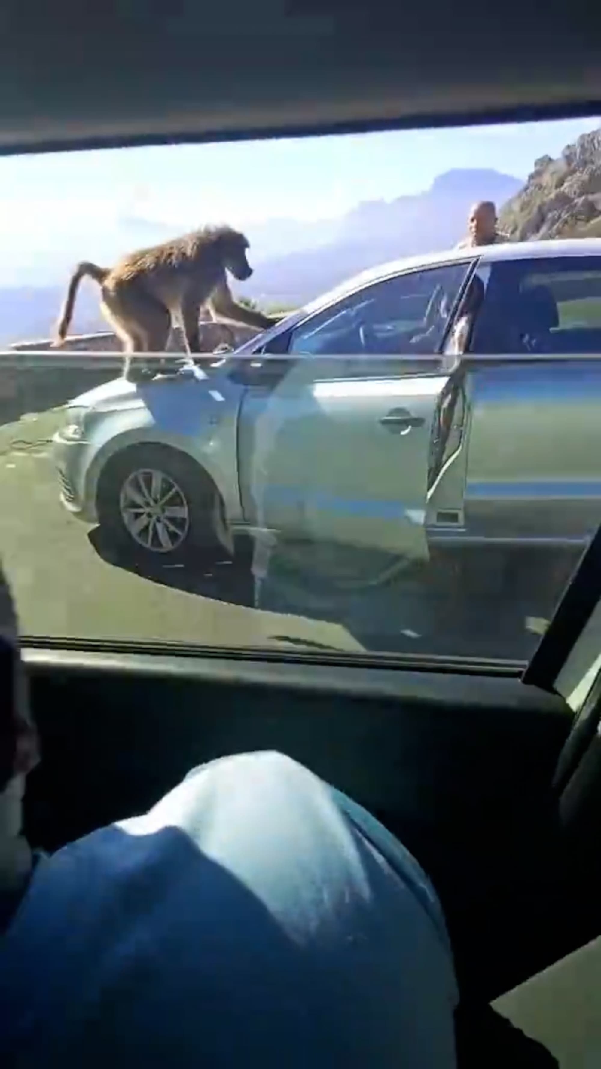 Baboon opens car door and steals woman’s KFC in Cape Town, South Africa. Baboons are highly intelligent and have learnt to associate people and cars with food, making them aggressive sometimes. Note: Photo is a screenshot from a video. (@athini_mayekiso, Newsflash/NX)