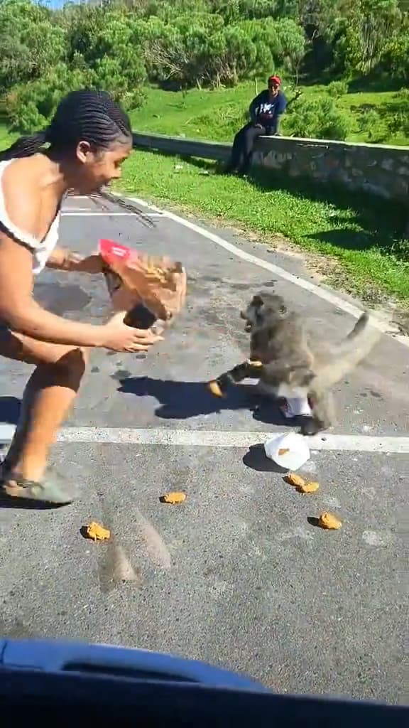 Women attempts to reclaim stolen KFC in Cape Town, South Africa. A baboon opened a  car door and steals the KFC. Note: Photo is a screenshot from a video. (@athini_mayekiso, Newsflash/NX)