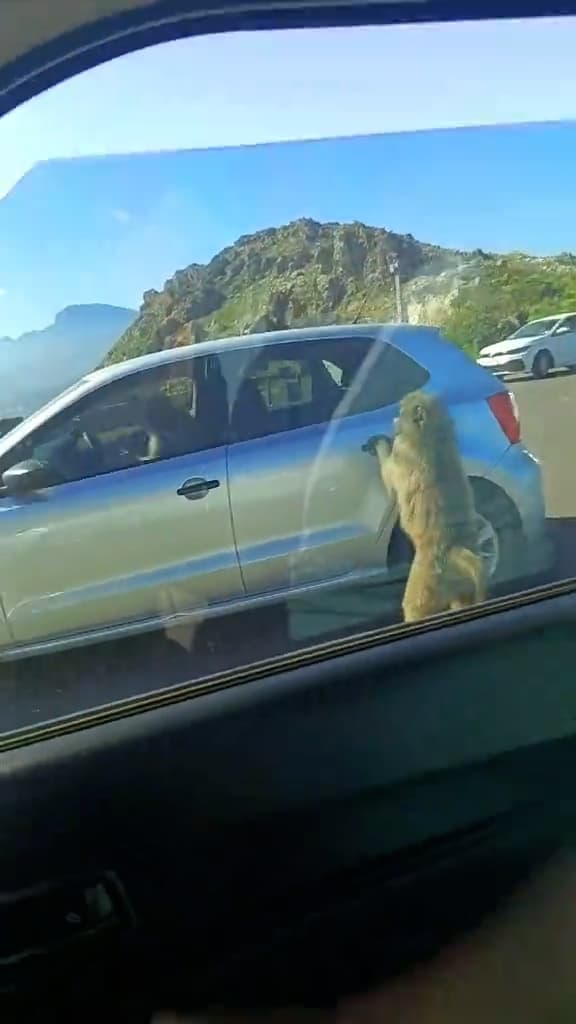 Baboon opens car door and steals woman’s KFC in Cape Town, South Africa. Baboons are highly intelligent and have learnt to associate people and cars with food, making them aggressive sometimes. Note: Photo is a screenshot from a video. (@athini_mayekiso, Newsflash/NX)