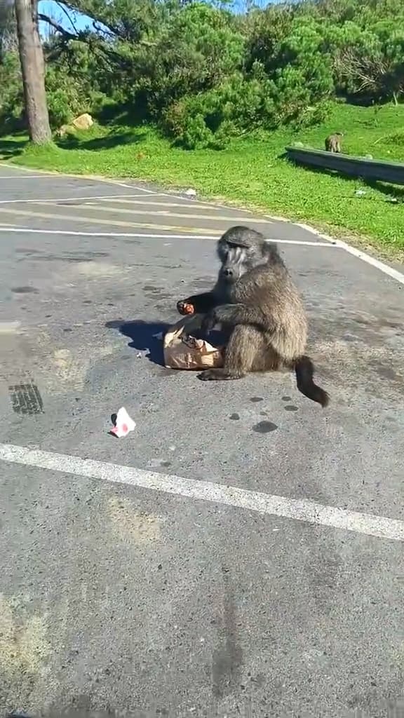 Baboon eats  stolen KFC in Cape Town, South Africa. A baboon opened a car door and steals the KFC. Note: Photo is a screenshot from a video. (@athini_mayekiso, Newsflash/NX)
