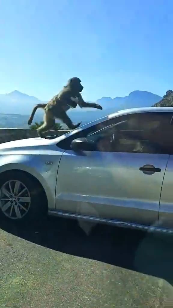 Baboon opens car door and steals woman’s KFC in Cape Town, South Africa. Baboons are highly intelligent and have learnt to associate people and cars with food, making them aggressive sometimes. Note: Photo is a screenshot from a video. (@athini_mayekiso, Newsflash/NX)