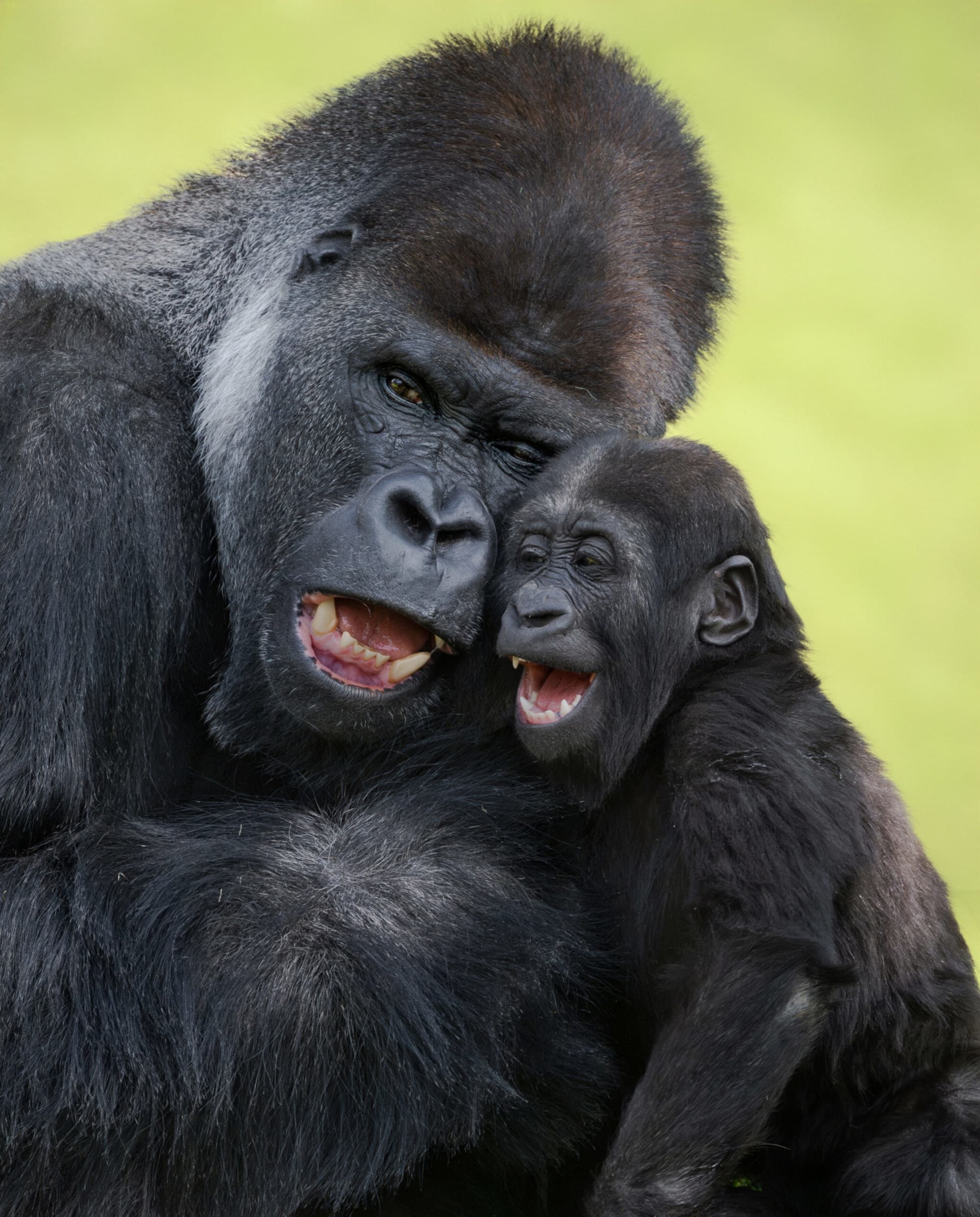 Gorilla Dad Melts Hearts As Cheeky Son Climbs All Over Him Ahead Of Father’s Day