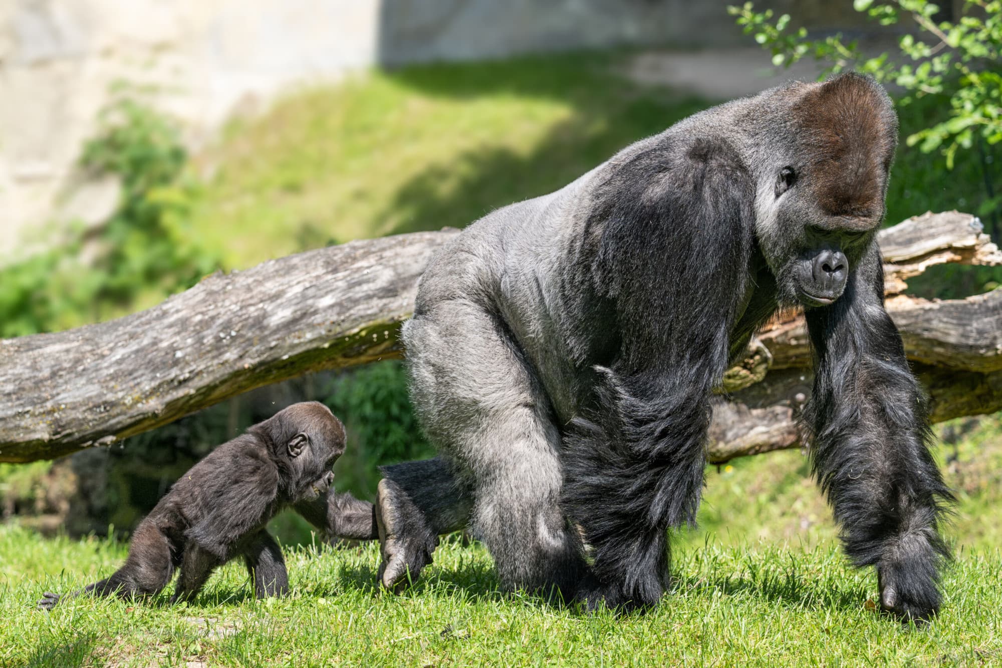 Silverback gorilla Awembe and son Jabari play at Zoo Schmiding, in Austria. Many silverbacks tend to be reserved with younger gorillas but Awembe  is not. Note: Licensed picture. (Zoo Schmiding, Peter Sterns, Newsflash/NX)