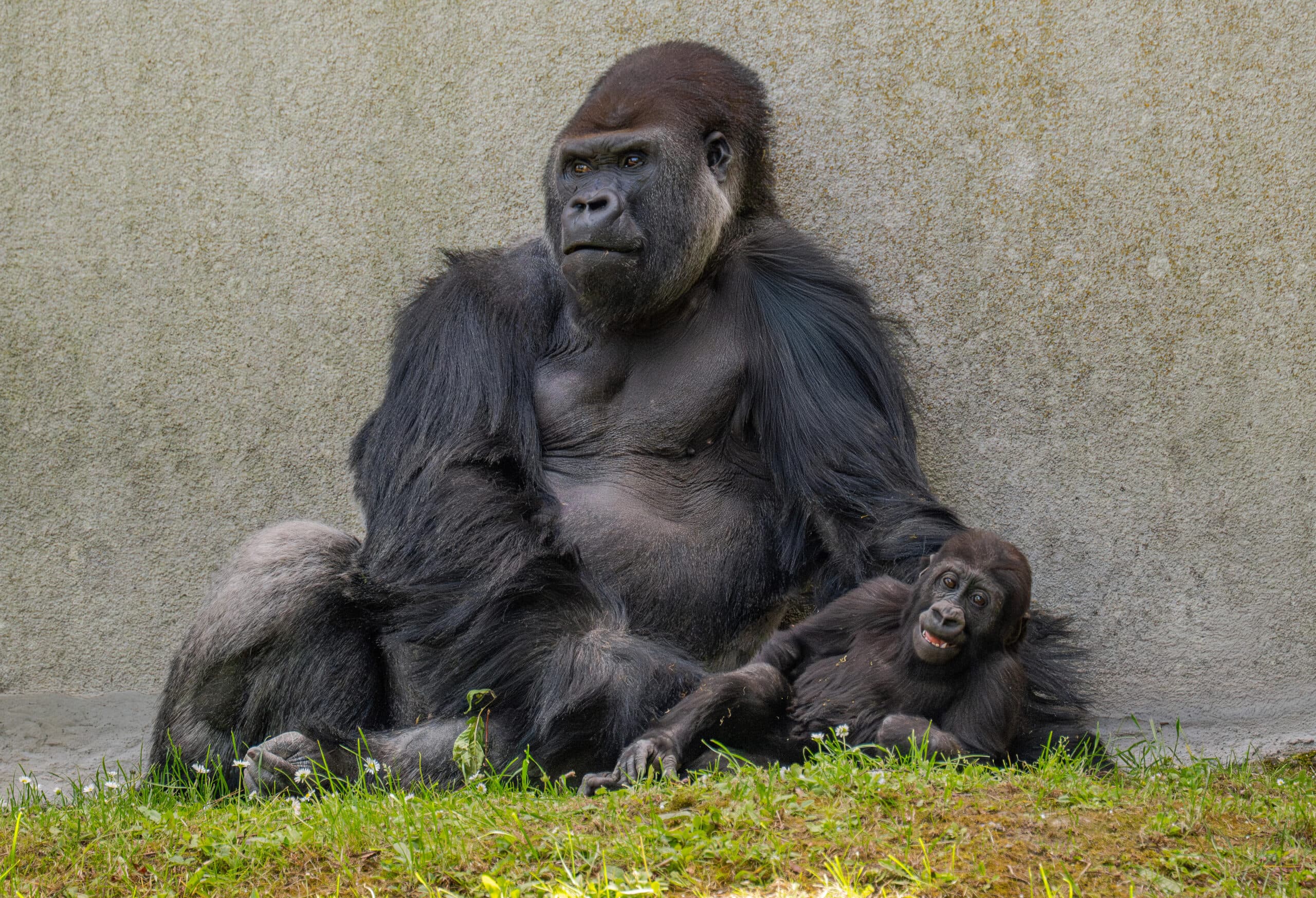 Silverback gorilla Awembe and son Jabari play at Zoo Schmiding, in Austria. Many silverbacks tend to be reserved with younger gorillas but Awembe  is not. Note: Licensed picture. (Zoo Schmiding, Peter Sterns, Newsflash/NX)