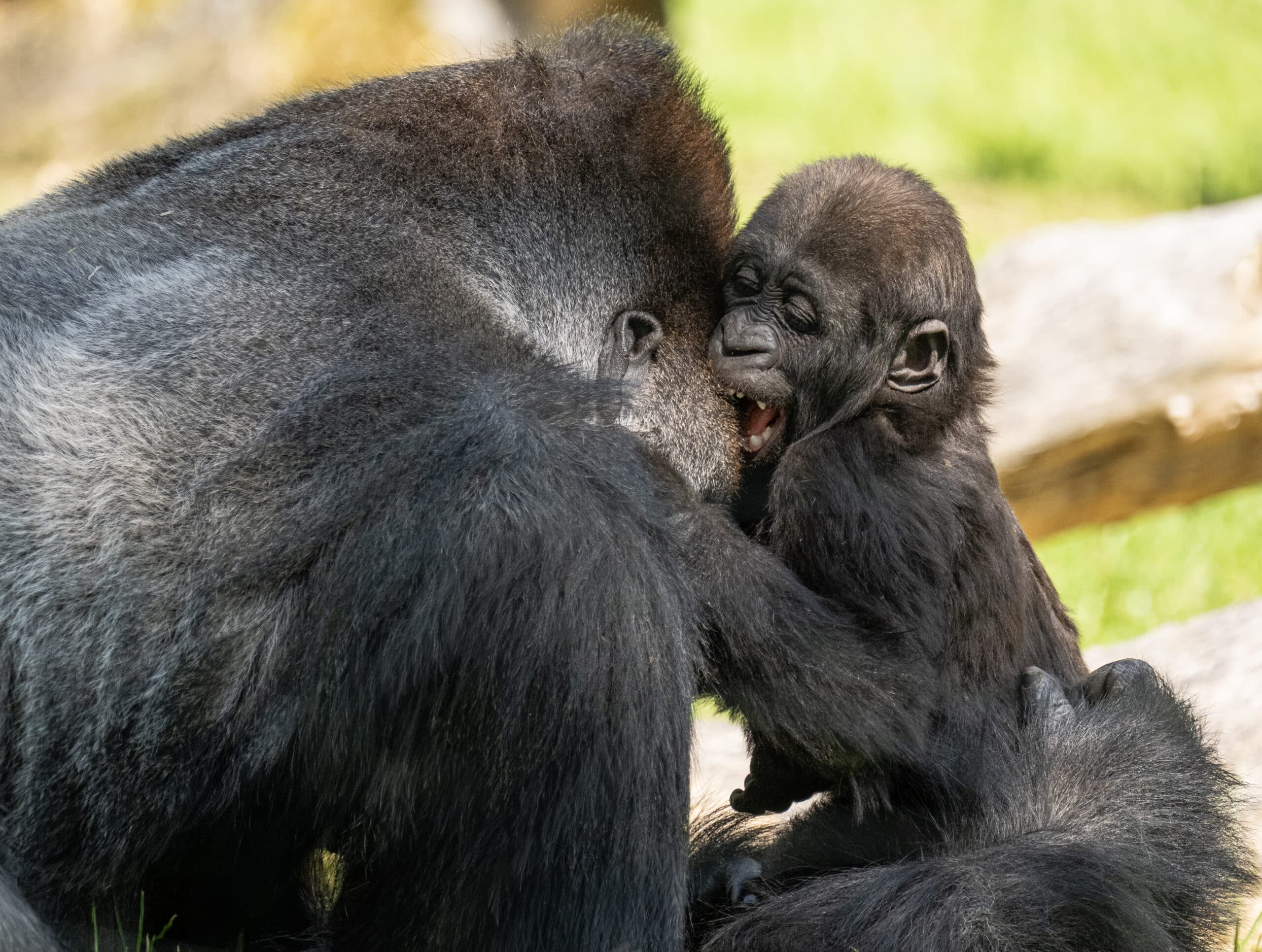 Silverback gorilla Awembe and son Jabari play at Zoo Schmiding, in Austria. Many silverbacks tend to be reserved with younger gorillas but Awembe  is not. Note: Licensed picture. (Zoo Schmiding, Peter Sterns, Newsflash/NX)