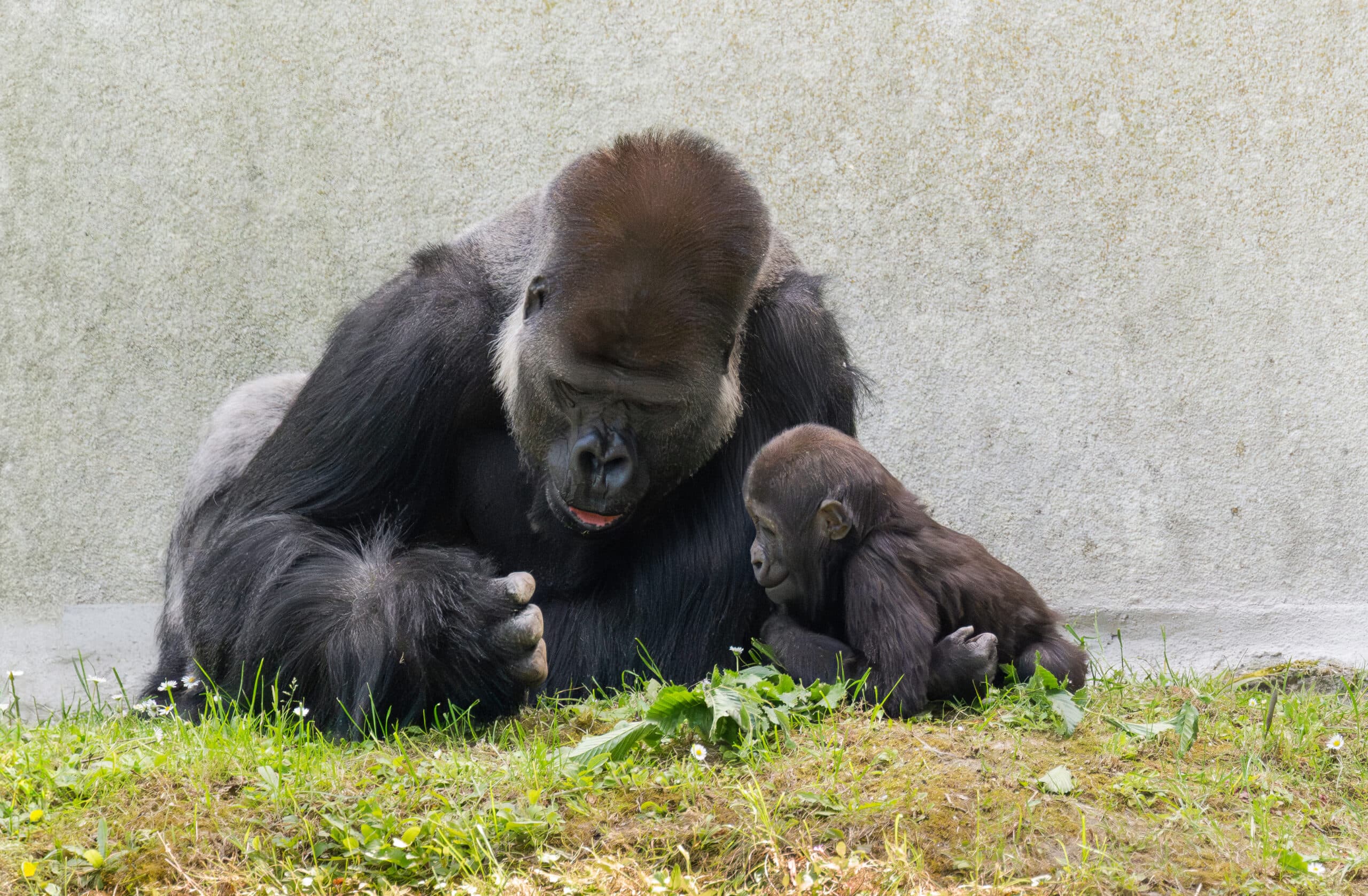 Silverback gorilla Awembe and son Jabari play at Zoo Schmiding, in Austria. Many silverbacks tend to be reserved with younger gorillas but Awembe  is not. Note: Licensed picture. (Zoo Schmiding, Peter Sterns, Newsflash/NX)