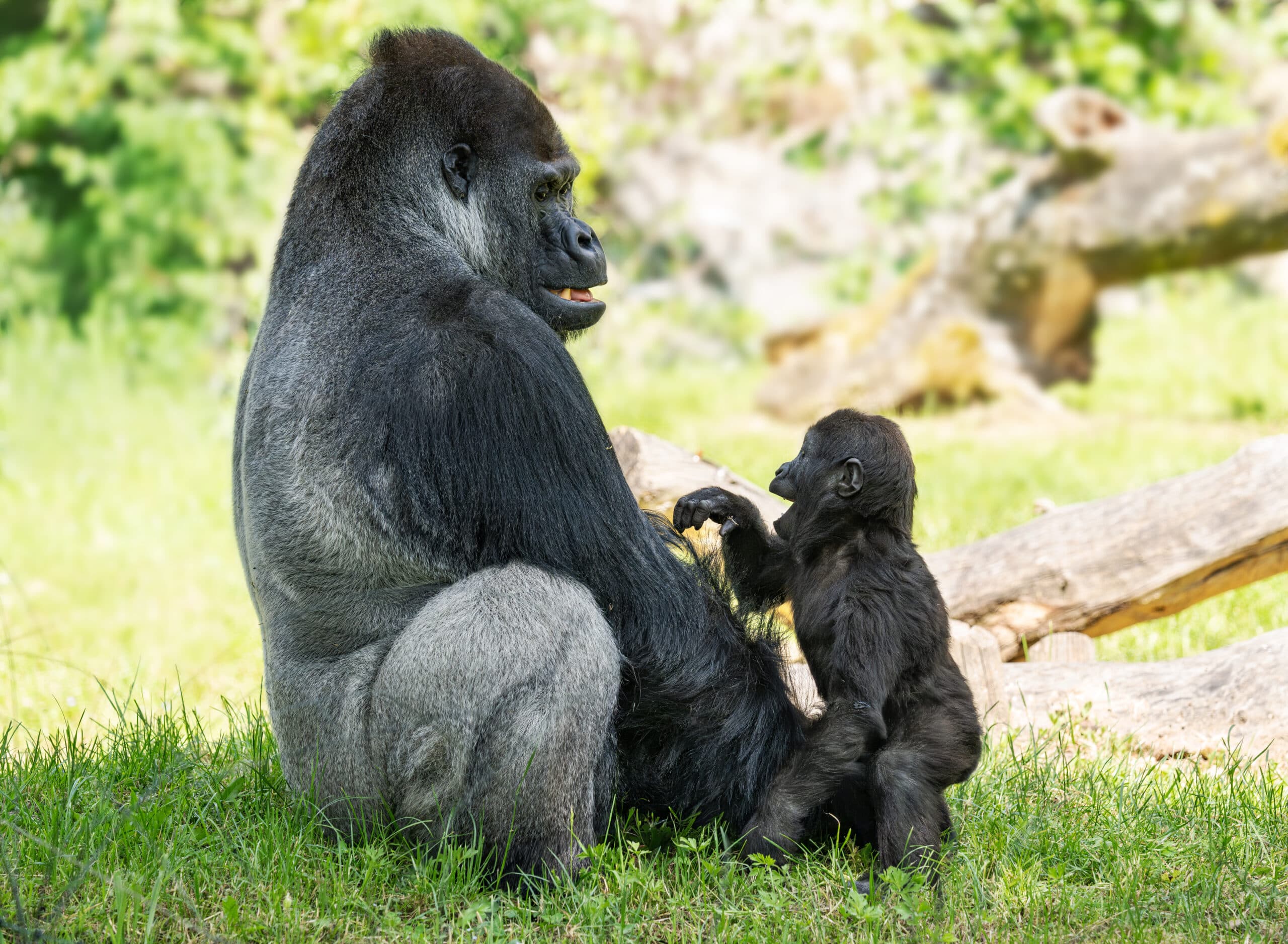 Silverback gorilla Awembe and son Jabari play at Zoo Schmiding, in Austria. Many silverbacks tend to be reserved with younger gorillas but Awembe  is not. Note: Licensed picture. (Zoo Schmiding, Peter Sterns, Newsflash/NX)