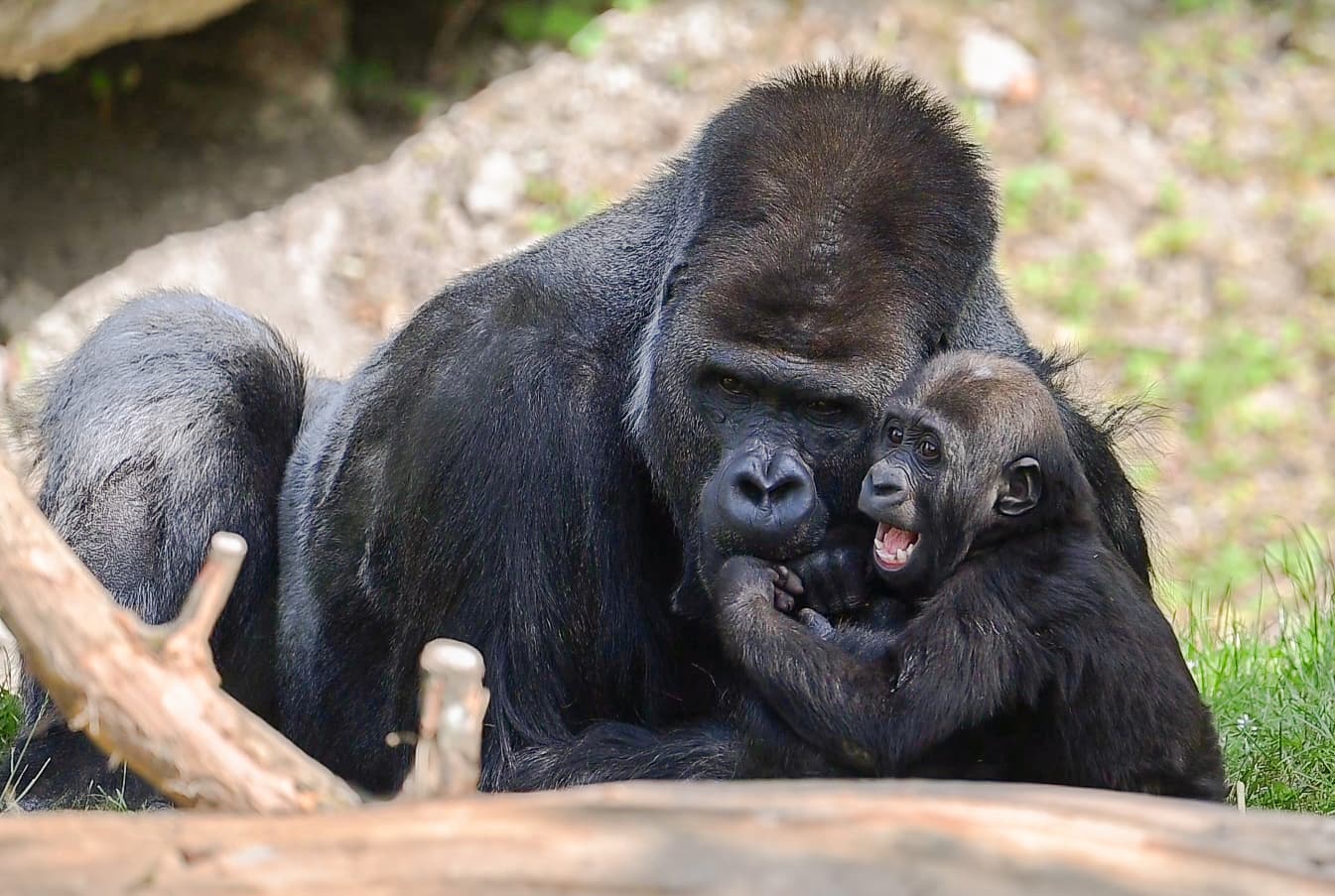 Silverback gorilla Awembe and son Jabari play at Zoo Schmiding, in Austria. Many silverbacks tend to be reserved with younger gorillas but Awembe  is not. Note: Licensed picture. (Zoo Schmiding, Peter Sterns, Newsflash/NX)