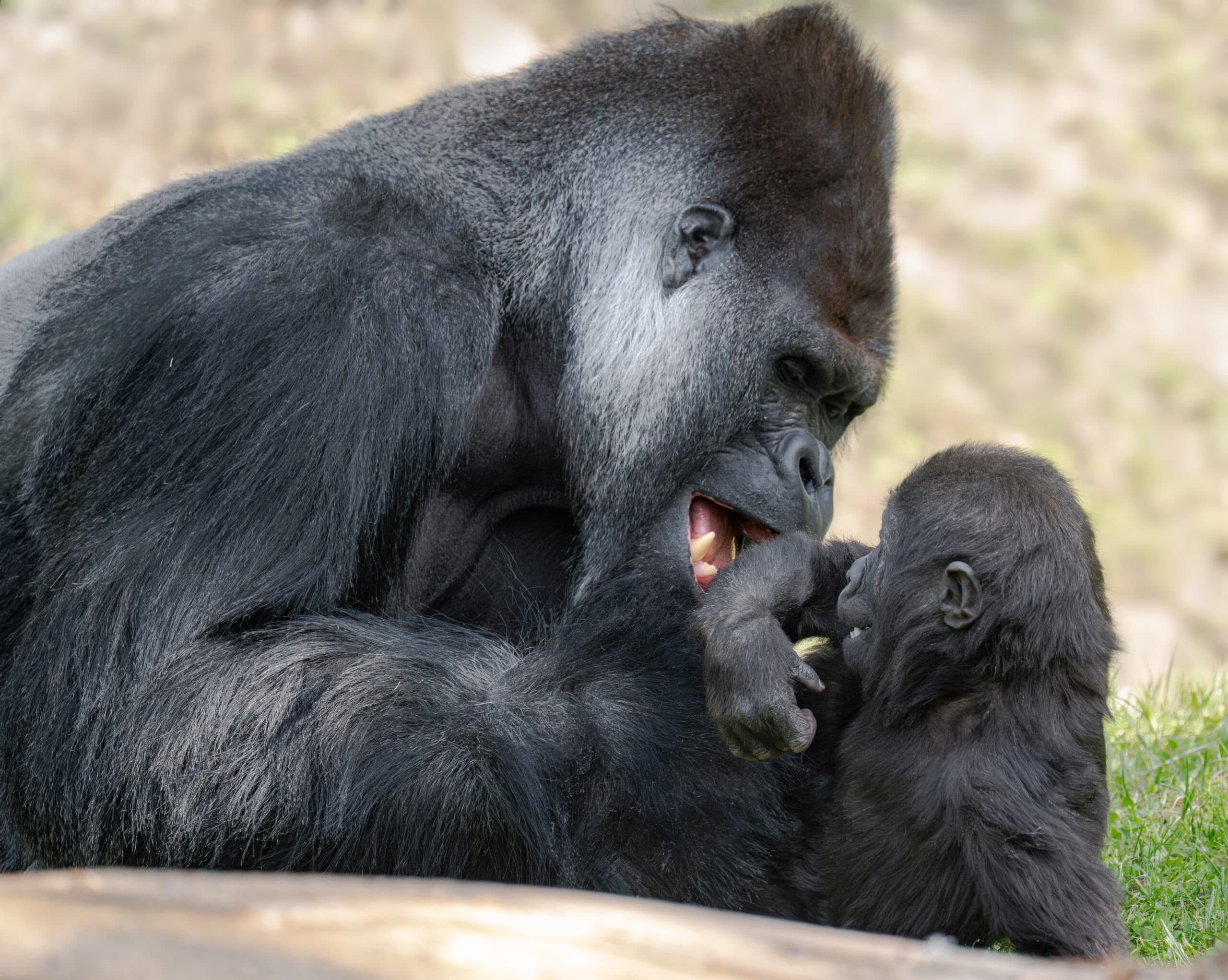 Silverback gorilla Awembe and son Jabari play at Zoo Schmiding, in Austria. Many silverbacks tend to be reserved with younger gorillas but Awembe  is not. Note: Licensed picture. (Zoo Schmiding, Peter Sterns, Newsflash/NX)