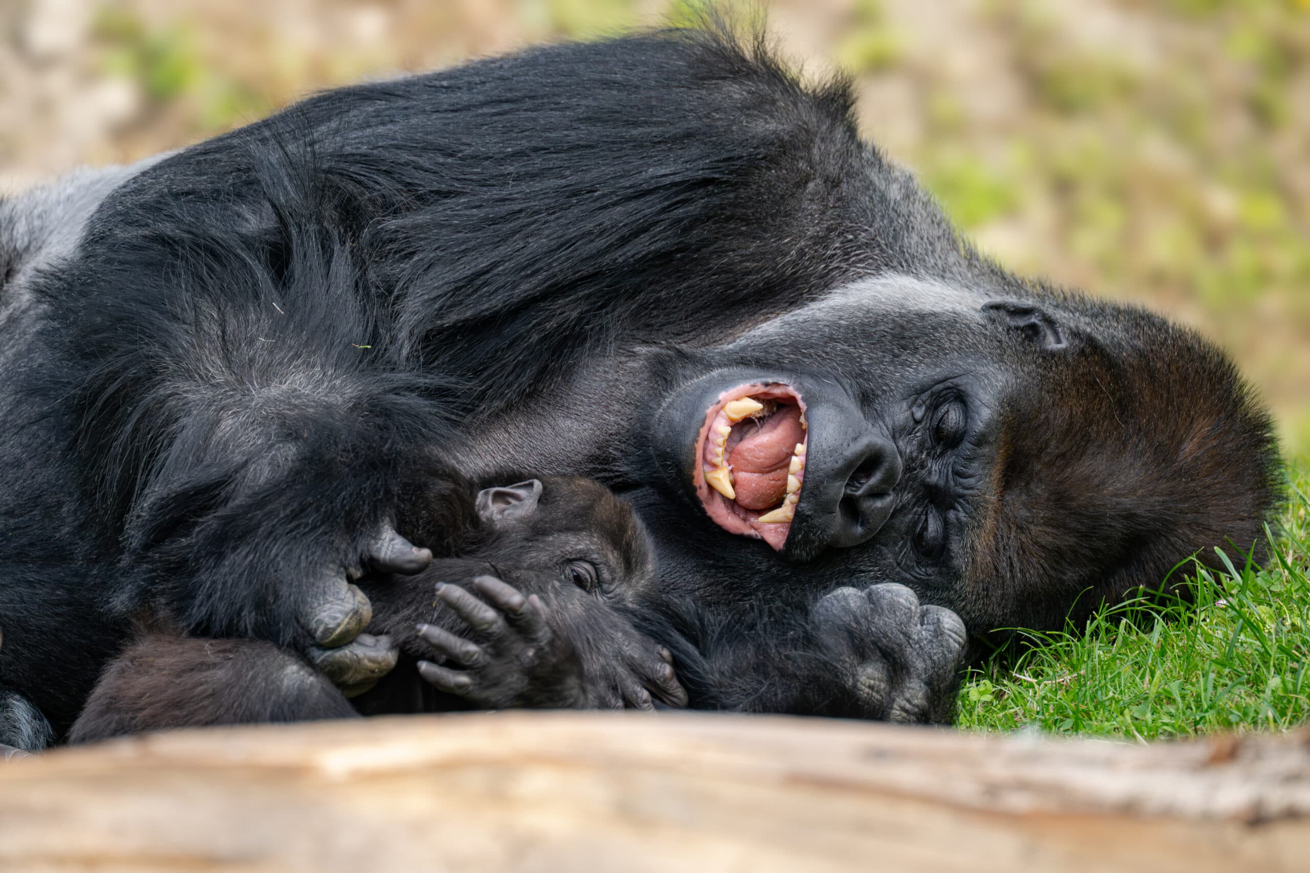Silverback gorilla Awembe and son Jabari play at Zoo Schmiding, in Austria. Many silverbacks tend to be reserved with younger gorillas but Awembe  is not. Note: Licensed picture. (Zoo Schmiding, Peter Sterns, Newsflash/NX)