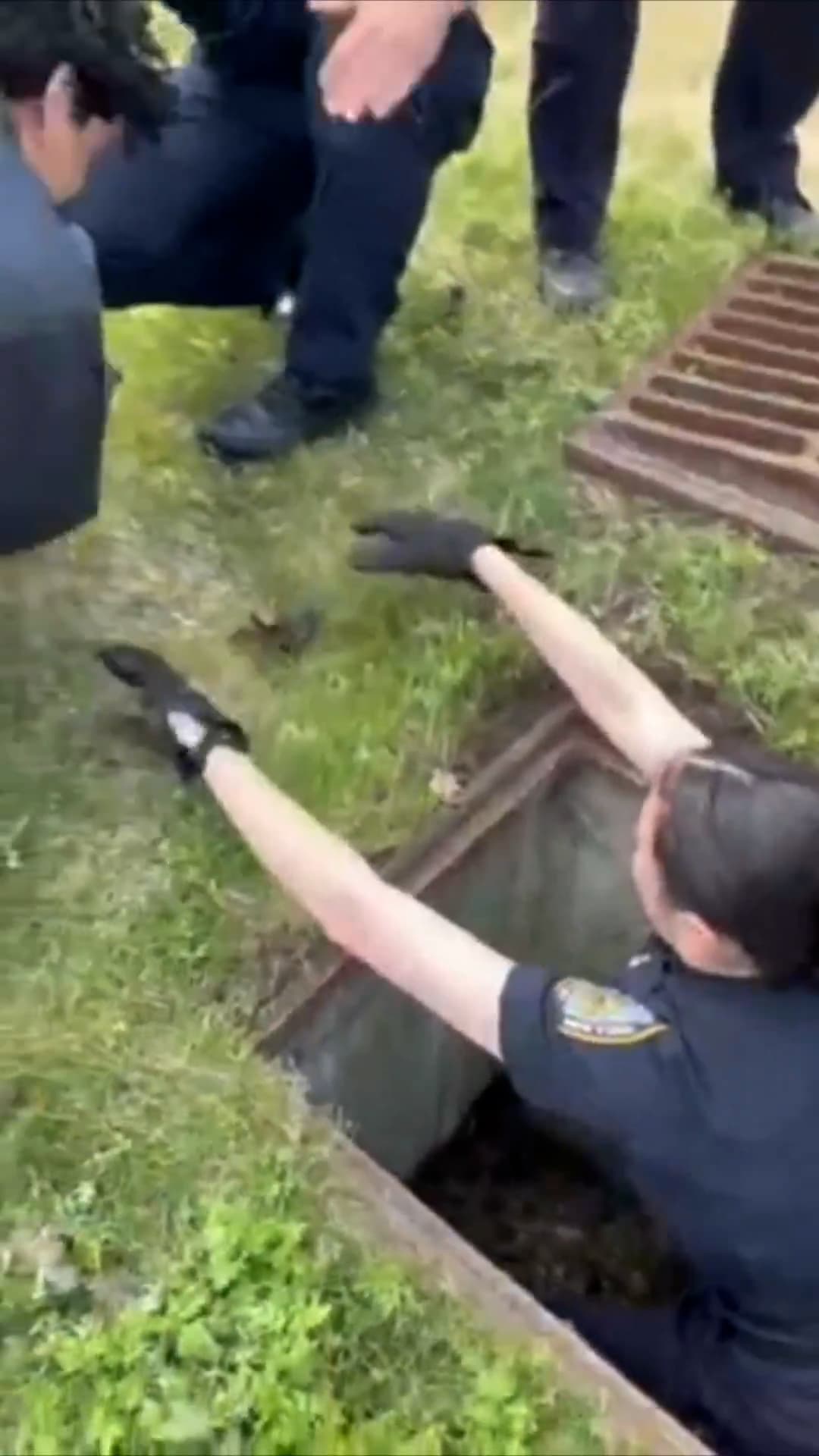 Officers Save 11 Ducklings From Police Academy Storm Drain And Reunite Them With Their Mother