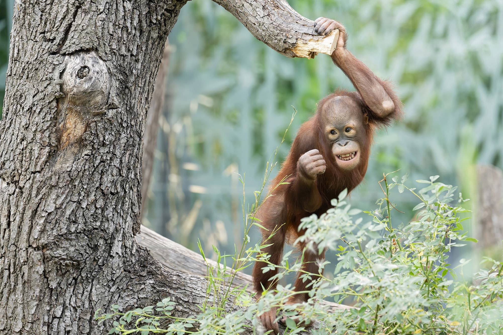 Orangutan Shows Off Incredible Climbing Skills High Above The Ground At The World's Oldest Zoo