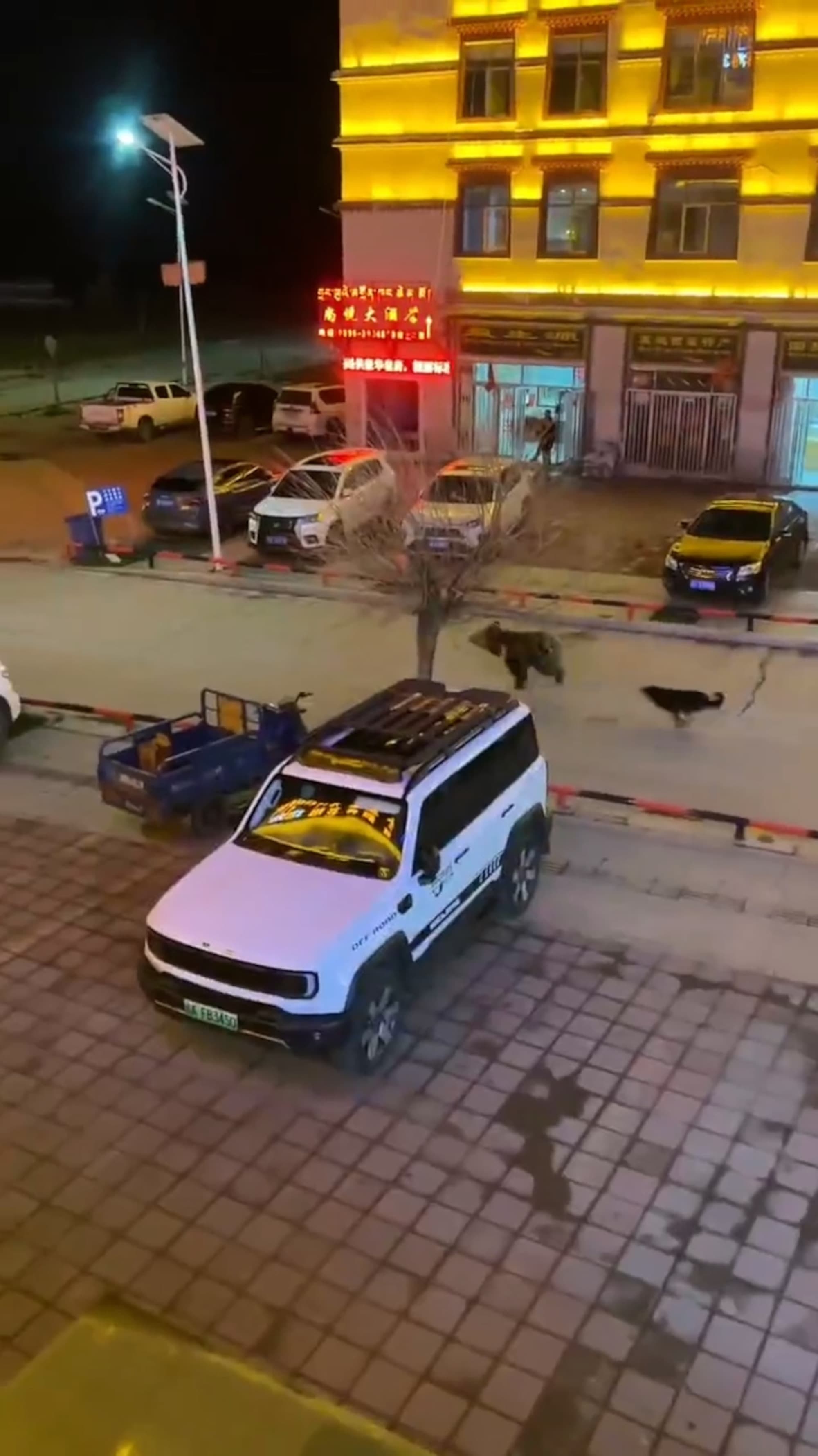 Wild Bear Flees As Barking Dog Pack Gives Chase Through Town