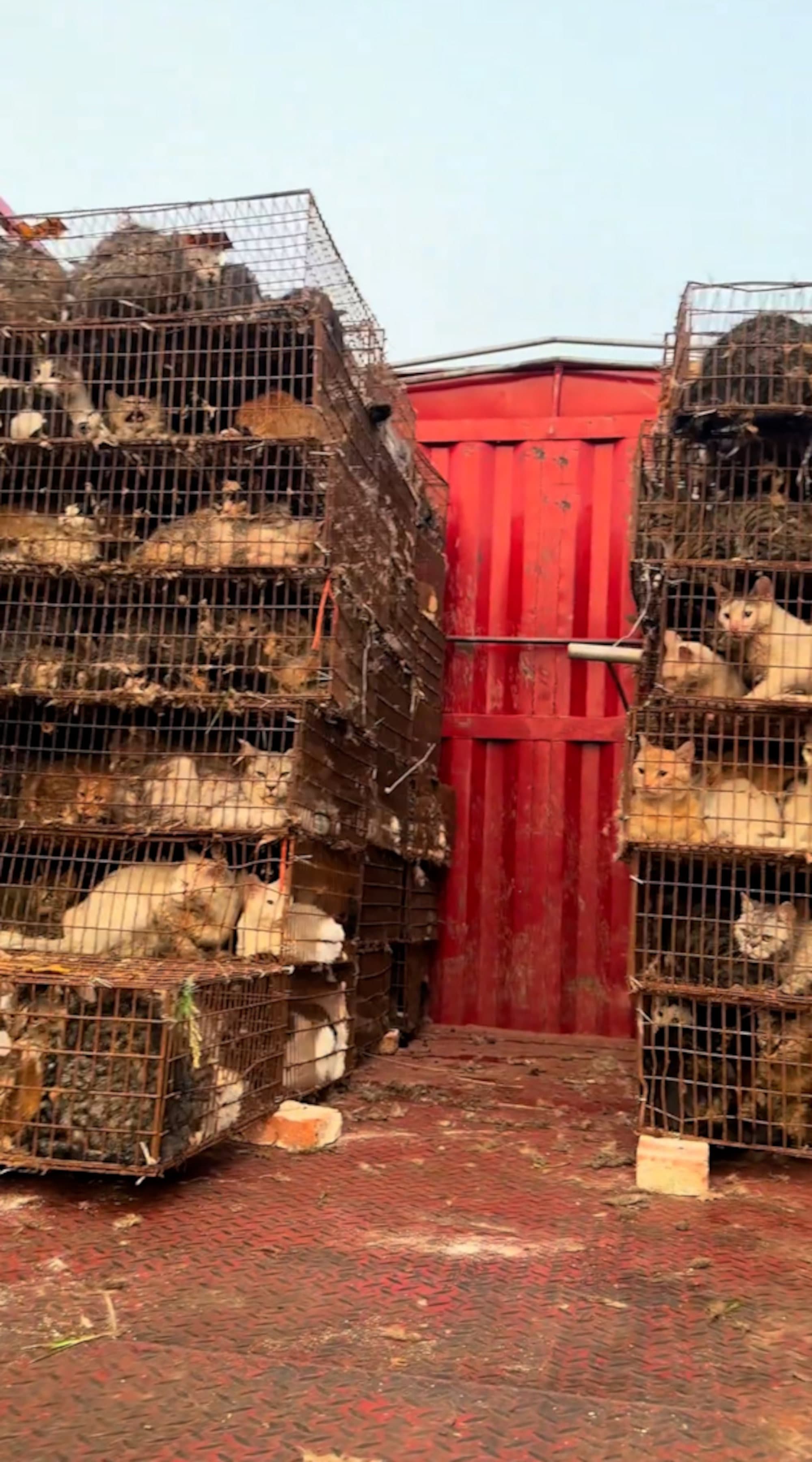 Hundreds Of Pet Cats Rescued From Truck Bound For Slaughterhouses And Restaurants