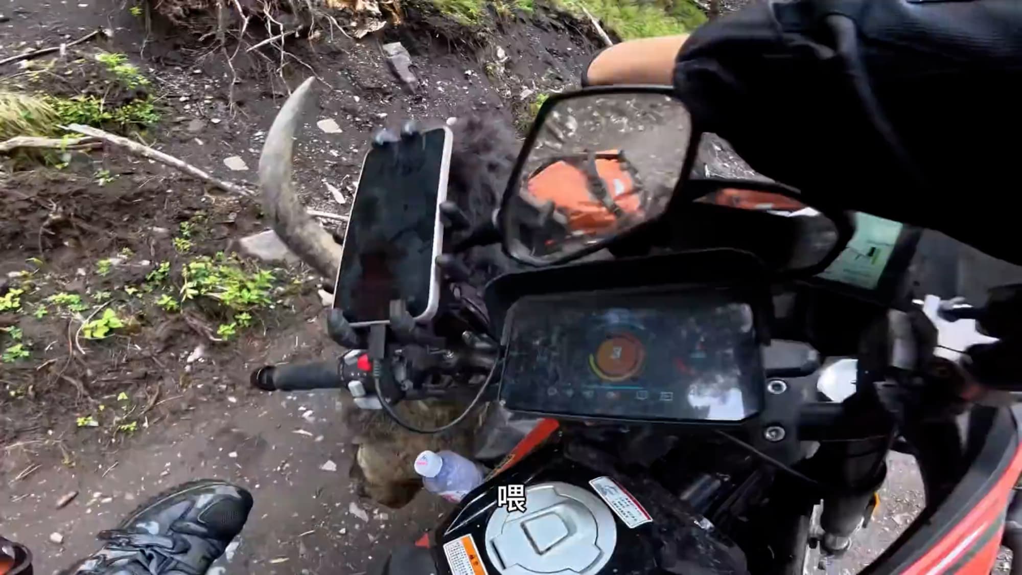 Biker Knocked Flying By Male Yak Protecting Calf After Riders Follow Herd Along Narrow Road