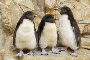 Ten Endangered Rockhopper Penguin Chicks Take To The Water