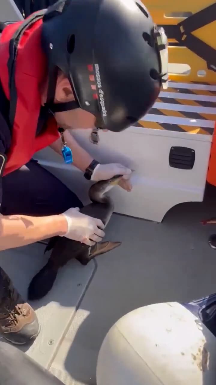 Kind Police Officer Rescues Poor Cormorant With Fishing Line And Hooks Embedded Into Its Body