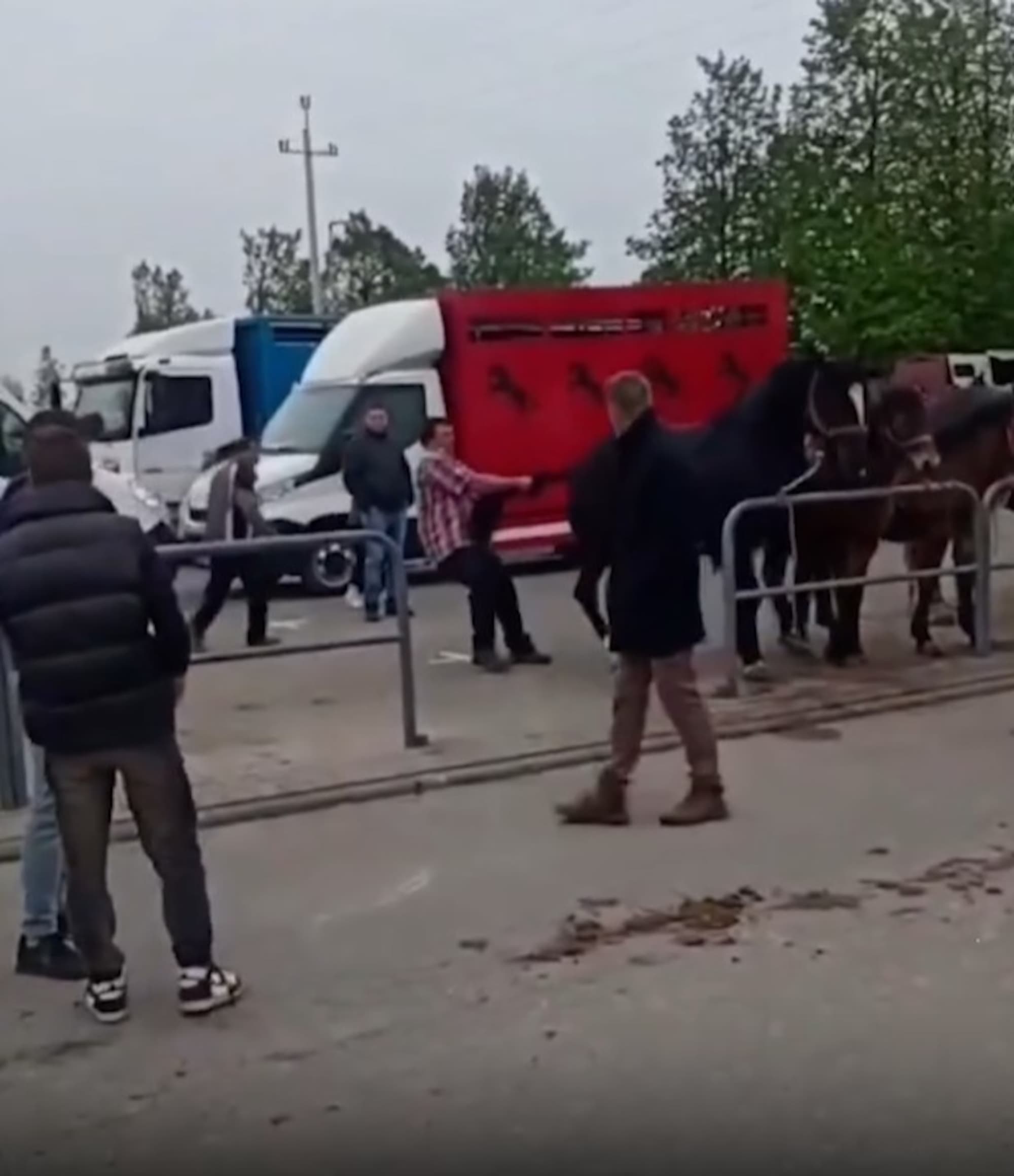 A man pulls a horses tail in May, 2026, in Pajeczno, Poland. The horse kicked the man that was abusing it in the head. Note: Photo is a screenshot from a video. (Newsflash/NX)
