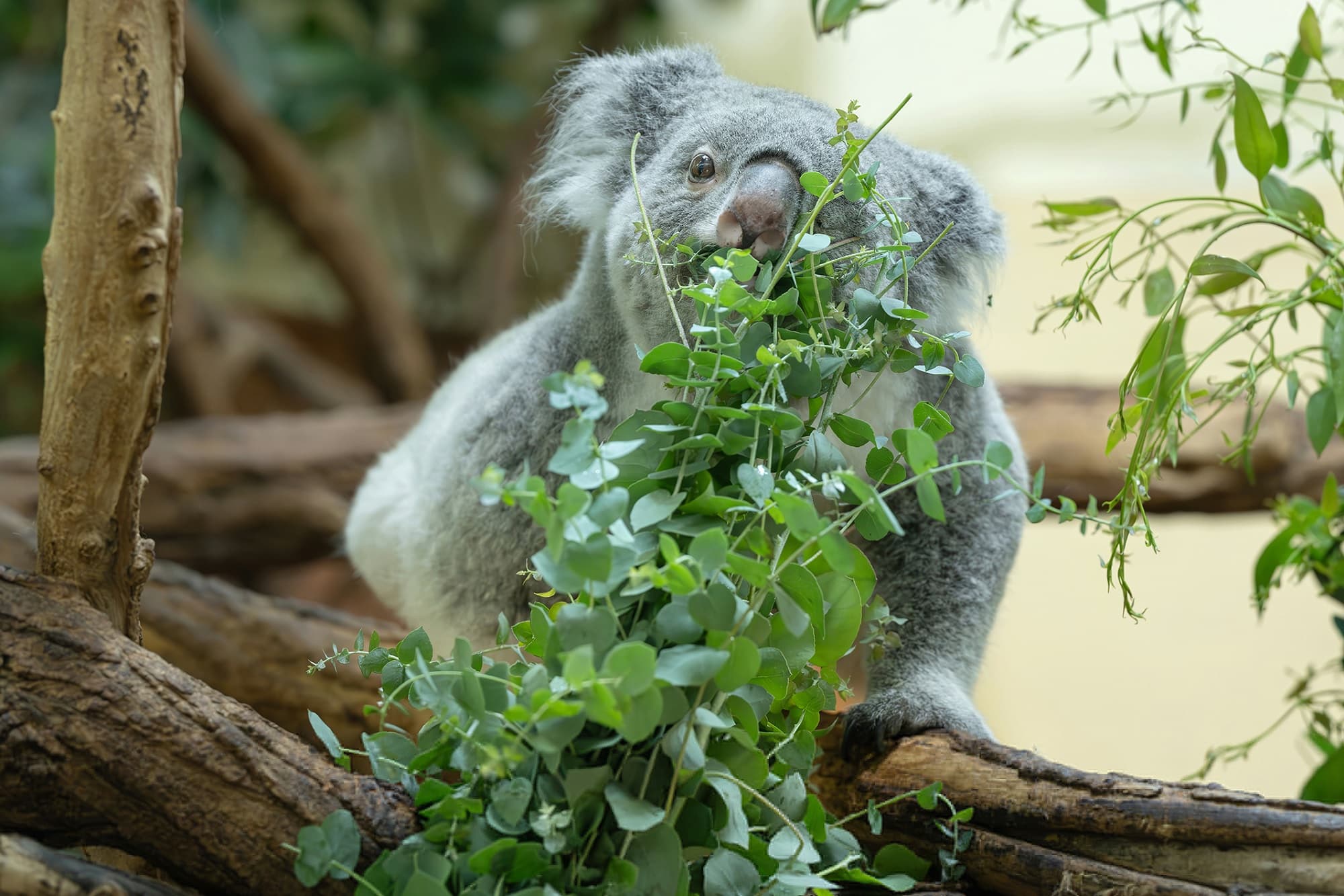 World’s Oldest Zoo Gives Koala Gourmets Eucalyptus Made In Austria Instead Of Australia