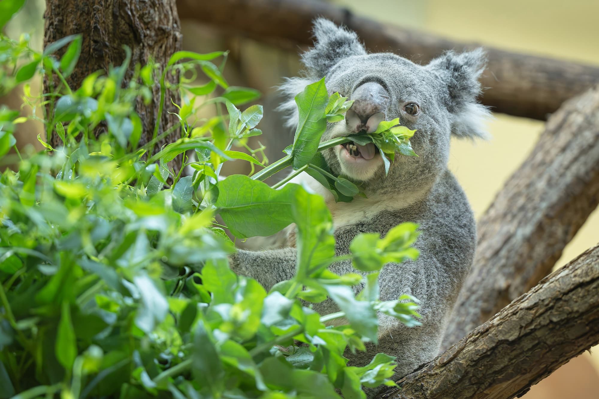 Schonbrunn koalas test eucalyptus from Styria, undated. Note: Photo obtained from zoo. (Daniel Zupanc/Newsflash/NX)