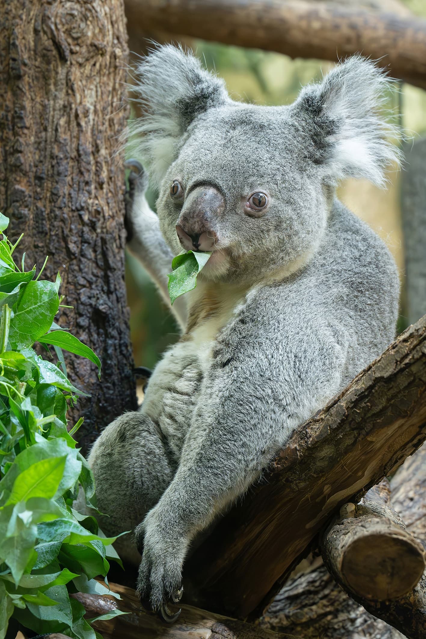 Schonbrunn koalas test eucalyptus from Styria, undated. Note: Photo obtained from zoo. (Daniel Zupanc/Newsflash/NX)