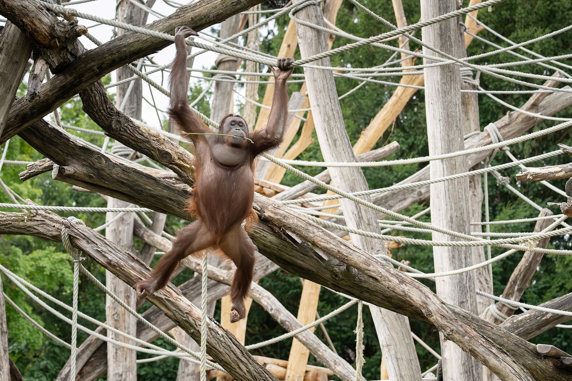 Picture shows the Bornean orangutan at Vienna Zoo, Austria, undated. Note: Photo from Vienna Zoo. (Daniel Zupanc/Newsflash/NX)