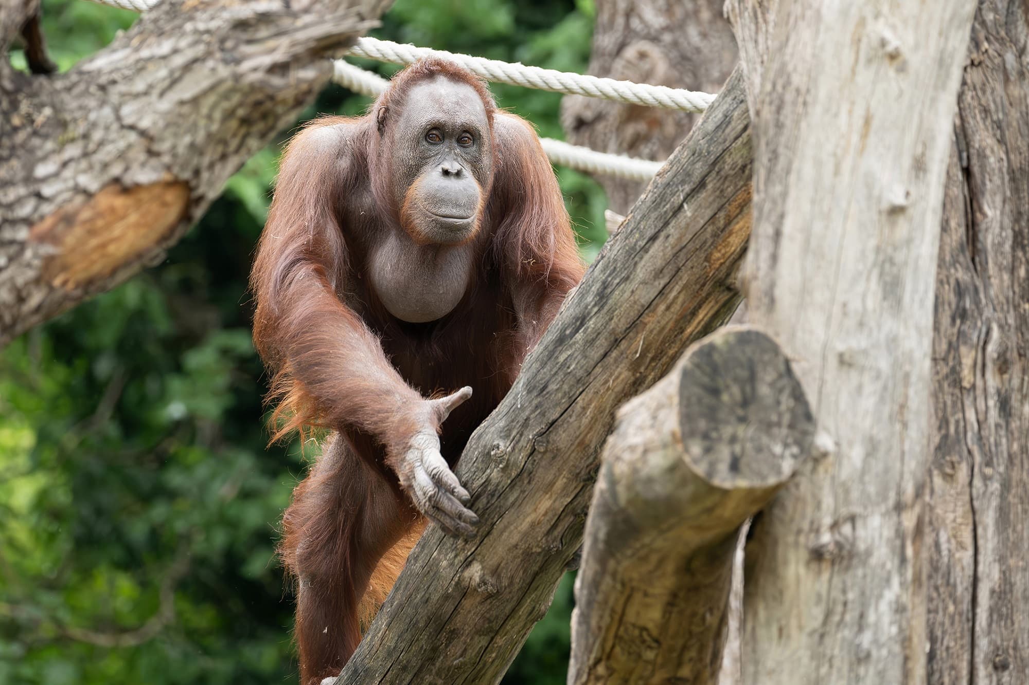 Picture shows the Bornean orangutan at Vienna Zoo, Austria, undated. Note: Photo from Vienna Zoo. (Daniel Zupanc/Newsflash/NX)