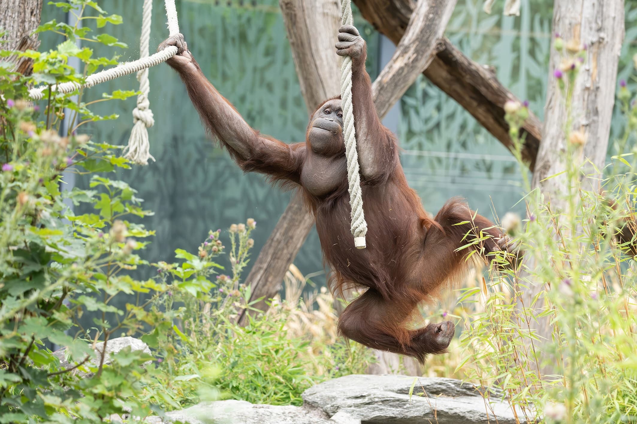 Picture shows the Bornean orangutan at Vienna Zoo, Austria, undated. Note: Photo from Vienna Zoo. (Daniel Zupanc/Newsflash/NX)
