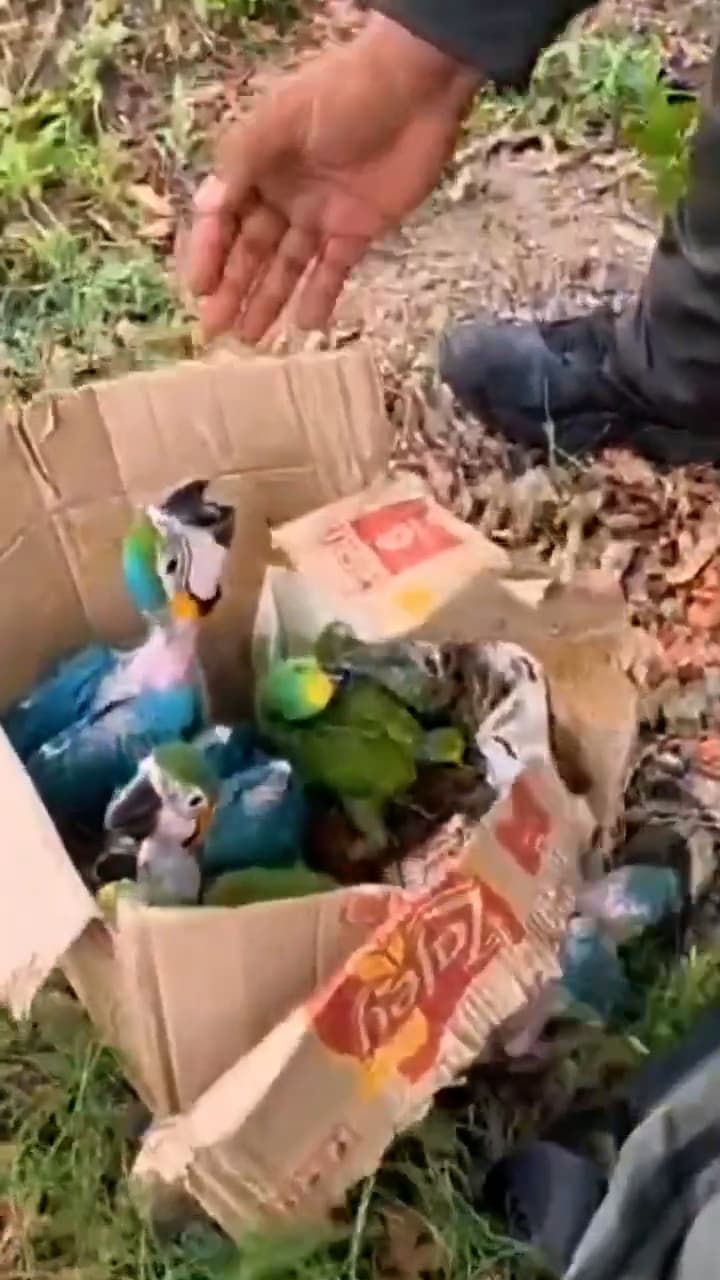 Police Rescue Dishevelled Parrots Crammed Inside A Cardboard Box