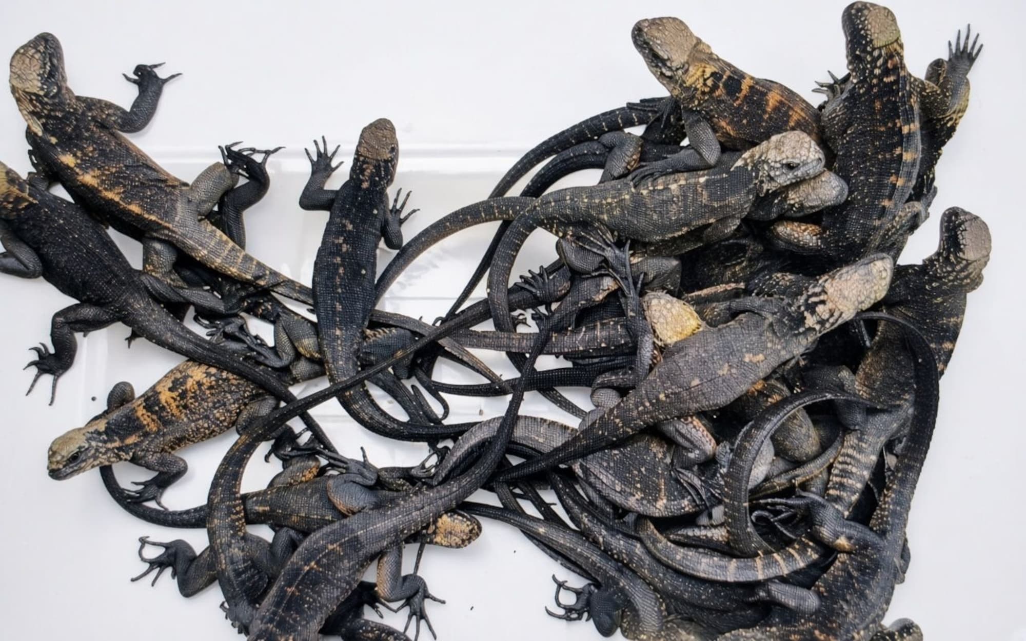 Russian Woman Tourist Caught Trying To Smuggle 32 Galapagos Iguanas To Iceland