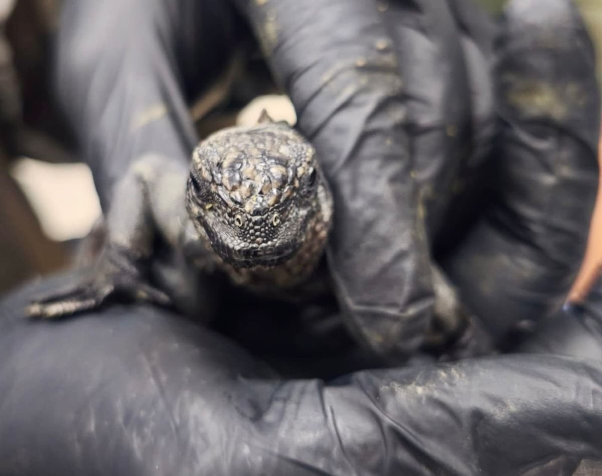 A Russian woman was arrested in Quito as she attempted to leave the country with at least 32 marine iguanas, intending to take them to Iceland, Aug. 28, 2026. Note: Police photo. (Fiscalia Ecuador/Newsflash/NX)