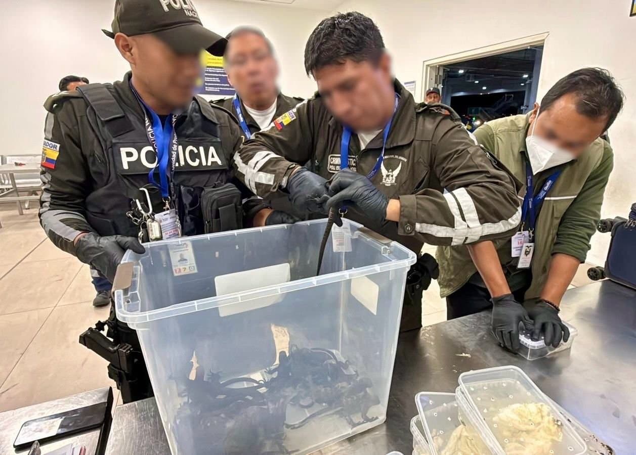 A Russian woman was arrested in Quito as she attempted to leave the country with at least 32 marine iguanas, intending to take them to Iceland, Aug. 28, 2026. Note: Police photo. (Fiscalia Ecuador/Newsflash/NX)