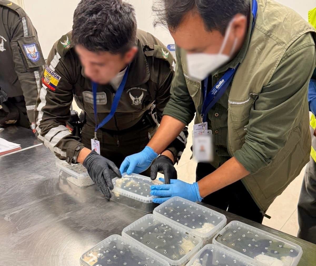 A Russian woman was arrested in Quito as she attempted to leave the country with at least 32 marine iguanas, intending to take them to Iceland, Aug. 28, 2026. Note: Police photo. (Fiscalia Ecuador/Newsflash/NX)