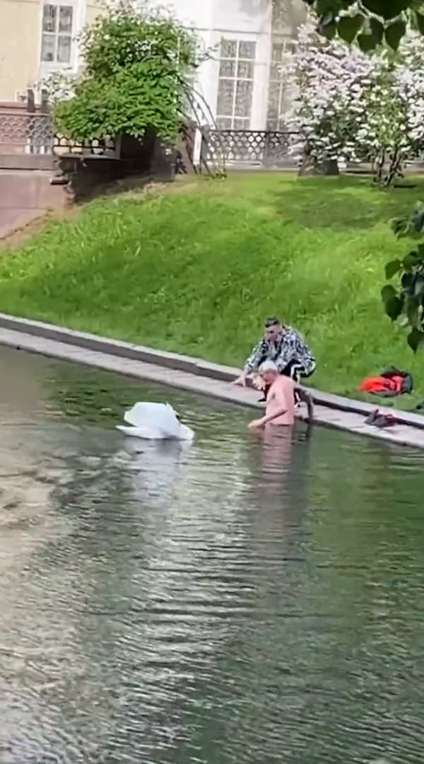 Territorial Swan Drives Semi-Naked OAP From Park Pond