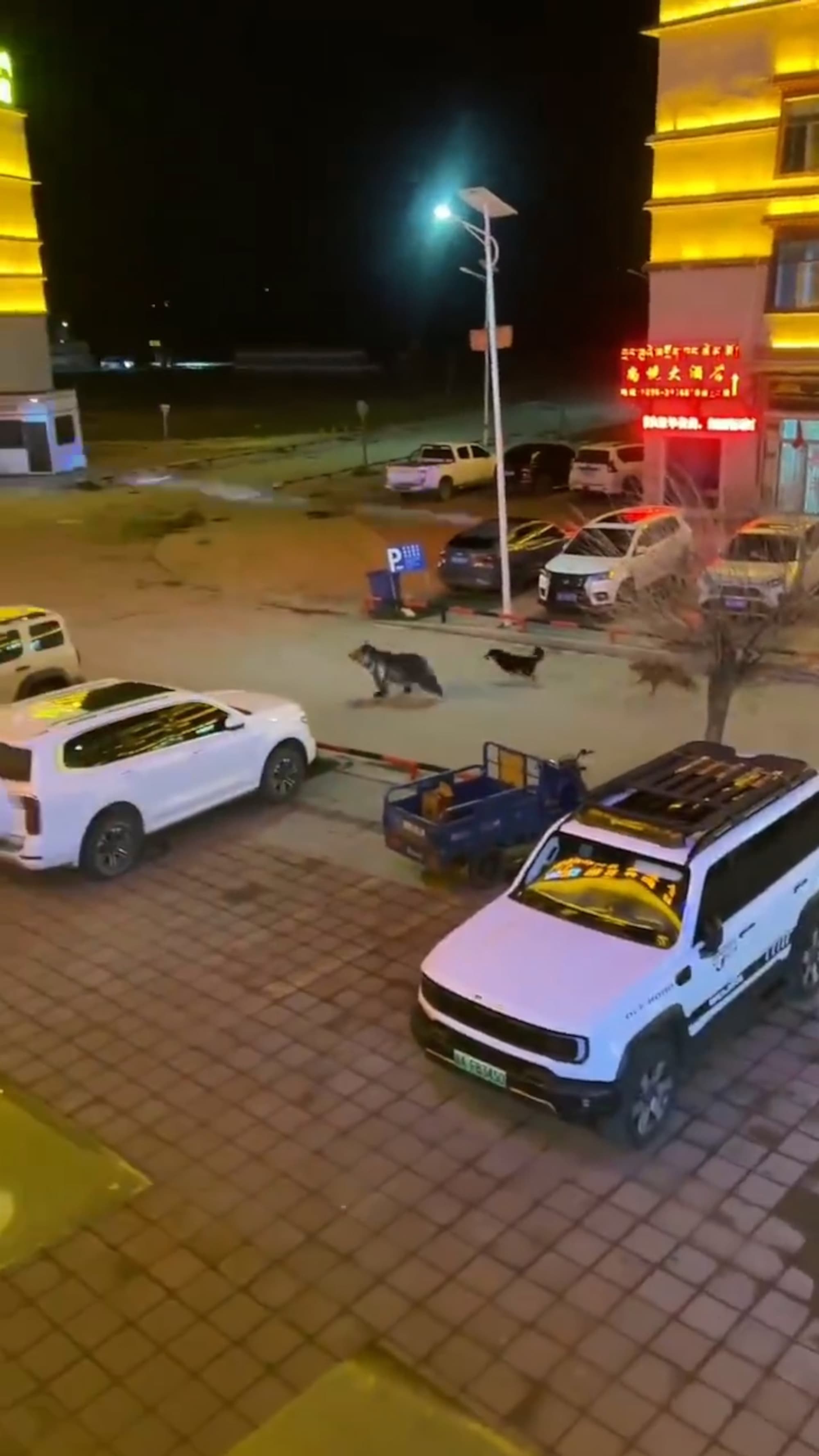 Dogs chase bear on the streets of Nagqu, Tibet in China, June 9, 2026. Note: Photo is a screenshot from a video. (AsiaWire/NX)