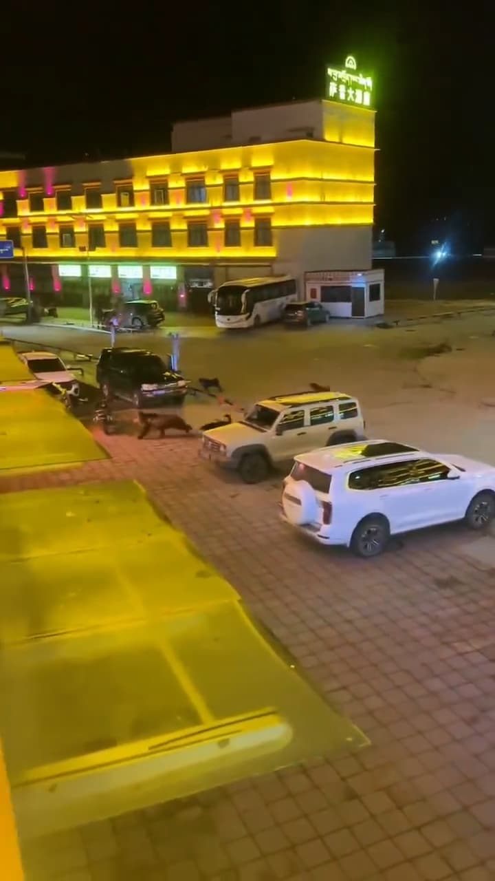 Dogs chase bear on the streets of Nagqu, Tibet in China, June 9, 2026. Note: Photo is a screenshot from a video. (AsiaWire/NX)