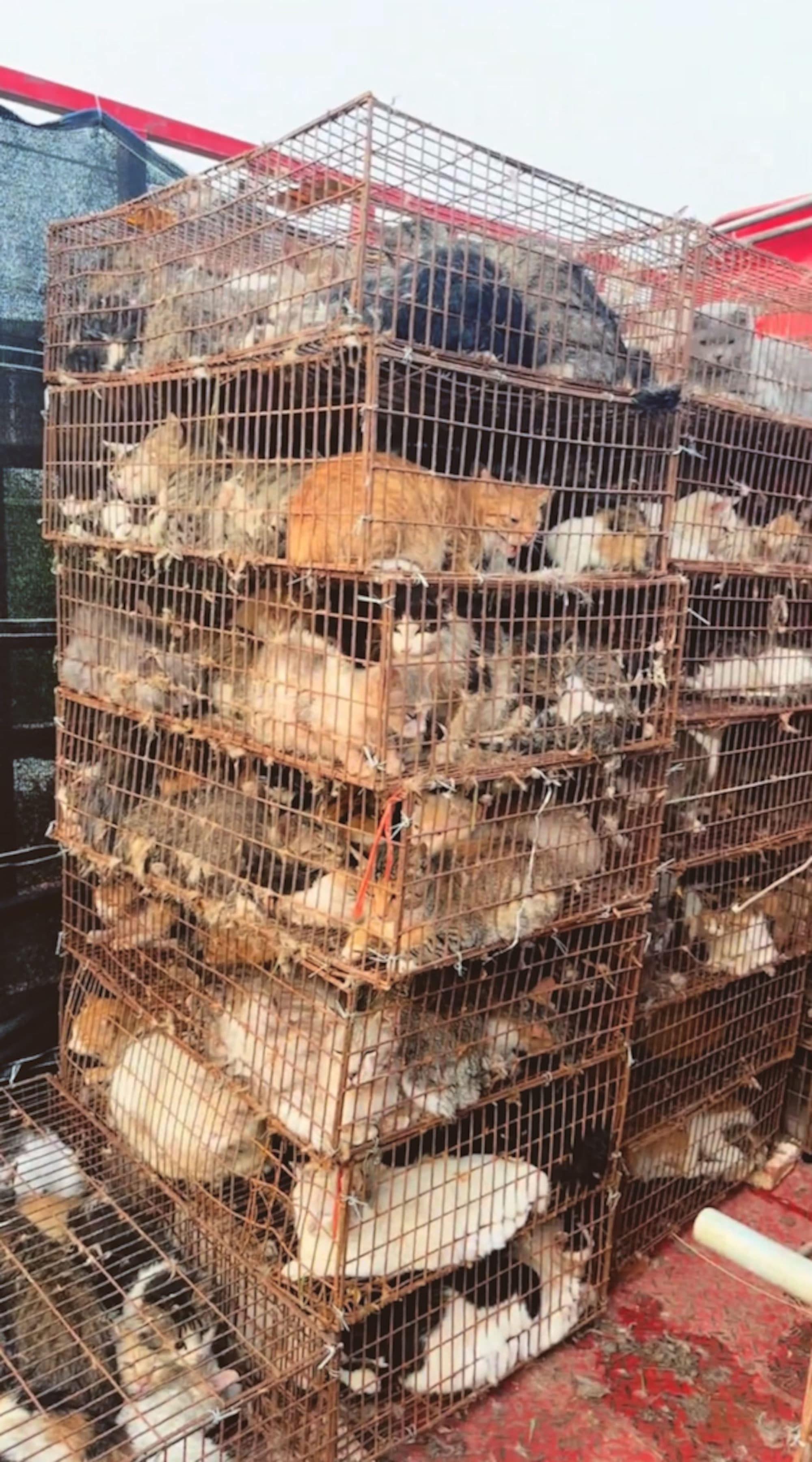 Video shows rescued cats placed in cages in a truck that volunteers intercepted in Laizhou, Shandong in China, July 22, 2026. Note: Photo is a screenshot from a video. (AsiaWire/NX)