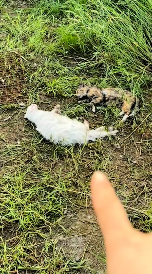 Video shows rescued cats placed in cages in a truck that volunteers intercepted in Laizhou, Shandong in China, July 22, 2026. Note: Photo is a screenshot from a video. (AsiaWire/NX)