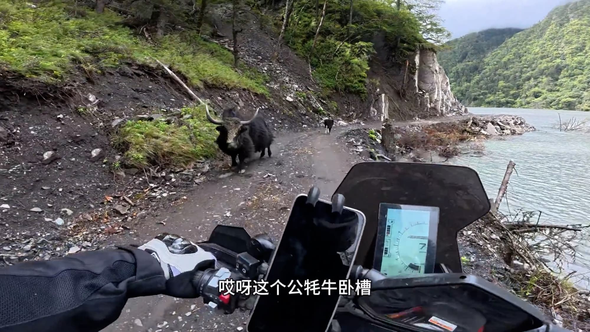 Yak rams motorcyclist in Ganzi Prefecture, China. He suffered minor injuries. Note: Photo is a screenshot from a video. (AsiaWire/NX)