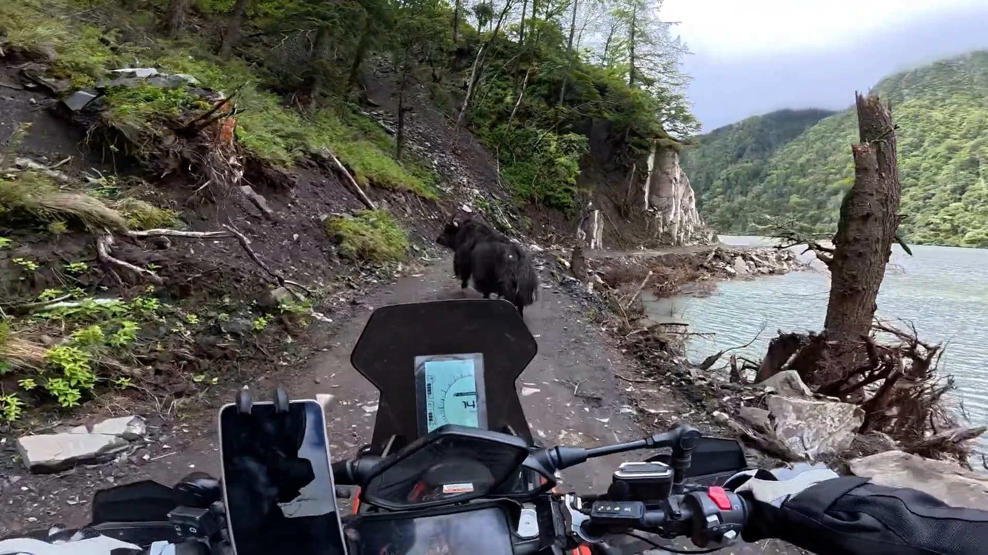 Yak rams motorcyclist in Ganzi Prefecture, China. He suffered minor injuries. Note: Photo is a screenshot from a video. (AsiaWire/NX)